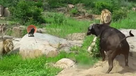 CLIP: Bị đàn sư tử tấn công, trâu rừng nổi điên truy sát ngược lại kẻ đi săn và cái kết