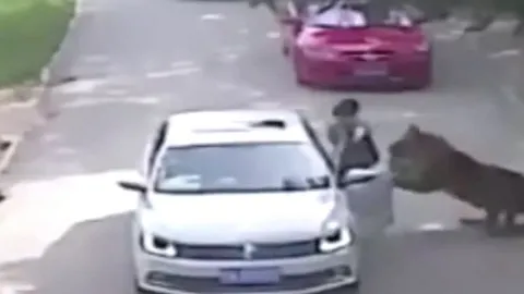 CLIP: Vừa bước xuống khỏi xe ô tô, cô gái bị hổ lao tới tấn công rồi lôi đi trước sự chứng kiến của người thân