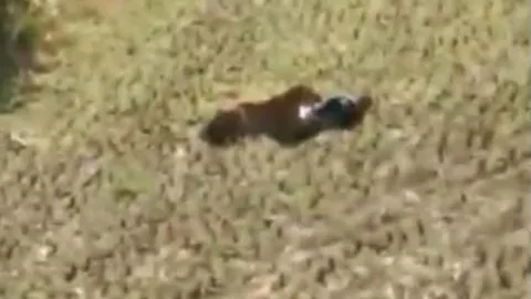 CLIP: Bị truy đuổi, hổ nổi điên tấn công người và cái kết gay cấn