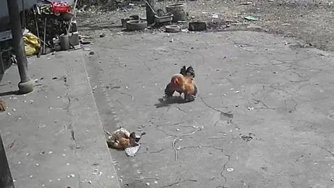 CLIP: Thấy đại bàng lao xuống bắt gà mái, gà trống hùng hổ xông tới giải cứu rồi nhận cái kết bẽ mặt 