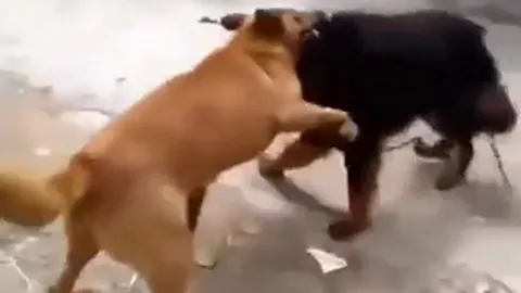 CLIP: Tử chiến với 'bá chủ thảo nguyên', chó Becgie nhận cái kết gây sốc