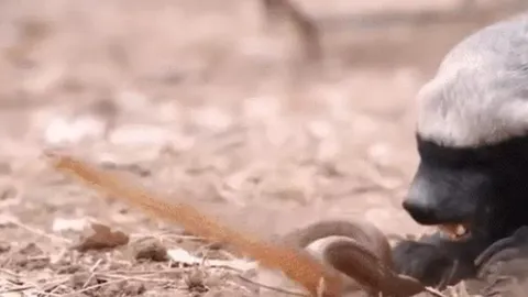 CLIP: Lửng mật tung đòn chí mạng, hạ gục rắn trong tích tắc