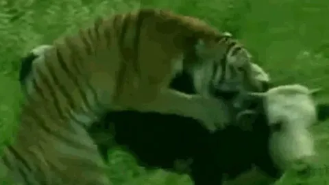 CLIP: Hổ đột nhập vào trang trại, hạ gục bò sữa trong vòng '1 nốt nhạc'