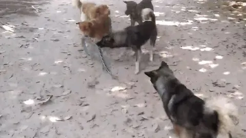 CLIP: Đàn chó nhà áp dụng chiến thuật 'xa luân chiến' tài tình, hạ gục rắn độc trong 'chớp mắt'