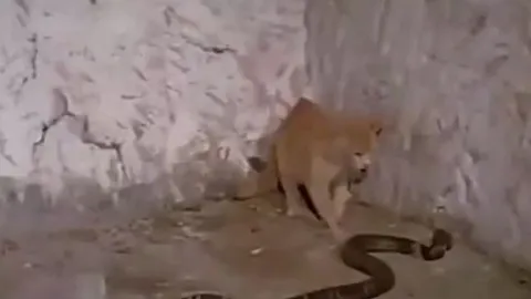 CLIP: Mèo nhà tử chiến rắn hổ mang chúa, kết cục khiến nhiều người bất ngờ