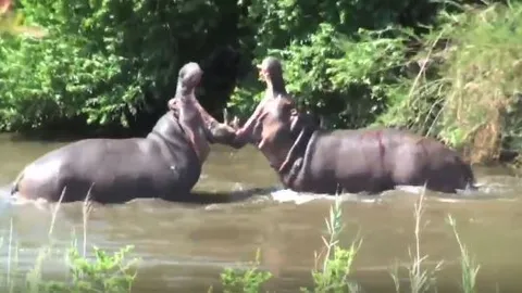 CLIP: Cận cảnh cuộc 'thủy chiến' ác liệt của 2 con hà mã