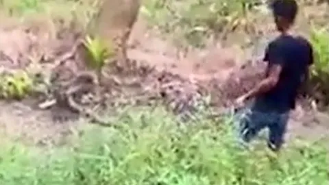 CLIP: Nam thanh niên dùng tay không bắt sống rắn hổ mang khổng lồ và cái kết