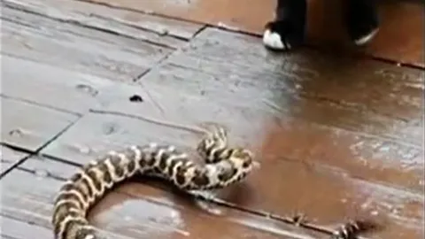 CLIP: Đụng độ mèo, rắn đuôi chuông bị tát cho 'lật mặt'