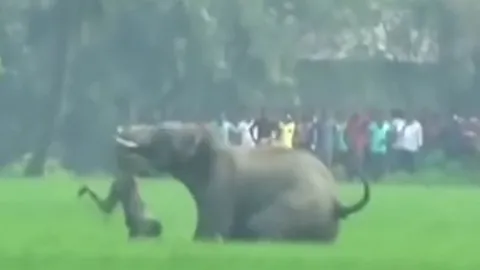 CLIP: Voi hoang dã nổi điên, quăng quật người đàn ông rồi giẫm đạp đến chết 