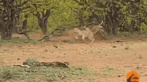 CLIP: Thấy báo hoa mai vừa săn được linh dương, linh cẩu ập tới cướp mồi và cái kết gây 'sốc'