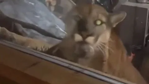 CLIP: Sư tử núi đột nhập nhà dân, tấn công thú cưng khiến cộng đồng mạng hoảng hốt