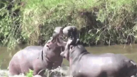 CLIP: Mãn nhãn trước màn 'tỉ thí' bất phân thắng bại giữa sông để giành quyền thống trị của hà mã