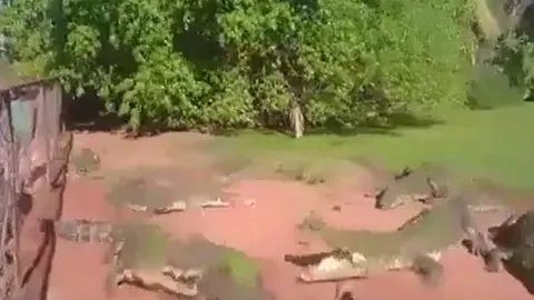 CLIP: Cá sấu cắn đứt lìa chân đồng loại ngay trước mặt nhân viên sở thú