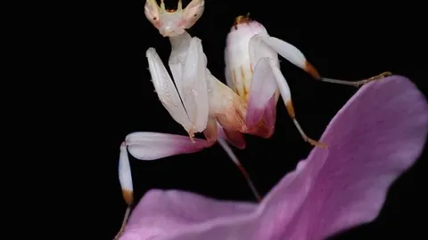 CLIP: Bọ ngựa ngụy trang tung đòn chớp nhoáng đoạt mạng ruồi tò mò