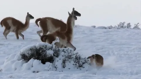 CLIP: Báo sư tử tung đòn chí mạng hạ gục lạc đà guanaco giữa băng tuyết