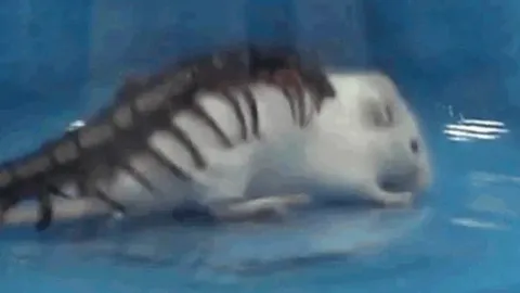 CLIP: Rùng mình cảnh rết độc hạ gục chuột bạch chỉ trong 30 giây