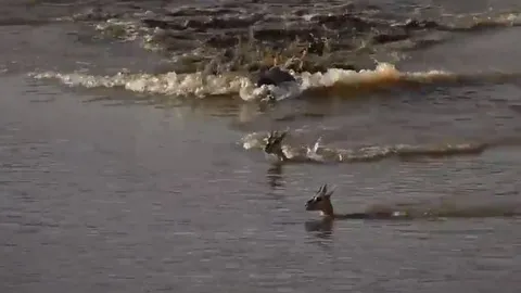 CLIP: Vội vã vượt sông, linh dương bị cá sấu đoạt mạng trong chớp mắt