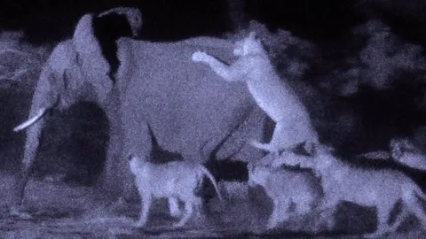 CLIP: Bầy sư tử hợp sức đoạt mạng voi rừng trong đêm