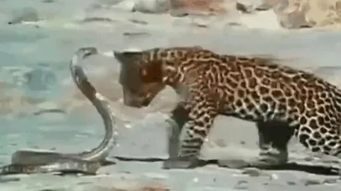 CLIP: Đụng độ rắn hổ mang chúa, 3 mẹ con nhà báo đốm nhận cái kết 'bẽ mặt'