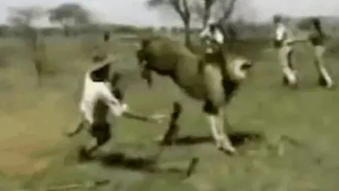 CLIP: Bị đe dọa, sư tử nổi điên vồ người thợ săn và cái kết