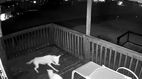 CLIP: Nửa đêm lẻn vào nhà dân tấn công mèo nhà, sói đồng cỏ nhận cái kết nhục nhã