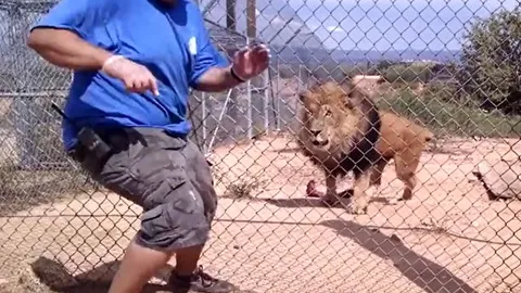 CLIP: Sư tử bất ngờ lao tới tấn công, người đàn ông hoảng hốt bỏ chạy và cái kết