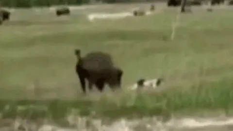CLIP: Bị bò rừng bison truy đuổi, người phụ nữ lập tức giả chết và cái kết khó tin