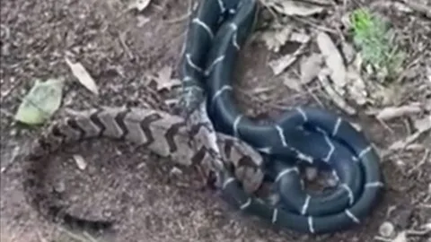 CLIP: Rắn vua giết chết rồi nuốt chửng rắn đuôi chuông 'khủng'