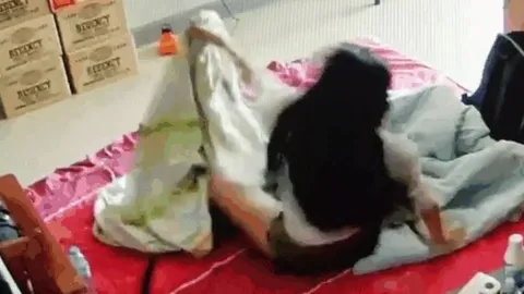 CLIP: Phát hiện rắn hổ mang dưới chăn, cô gái hoảng loạn bỏ chạy