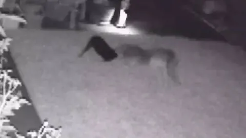 CLIP: Nửa đêm lẻn vào nhà dân tấn công chó nhà, sói đồng cỏ lập tức chạy trối chết vì 'kẻ thứ 3'