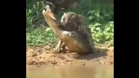 CLIP: Báo hoa mai liều lĩnh hạ gục cá sấu ngay tại “lãnh địa tử thần”