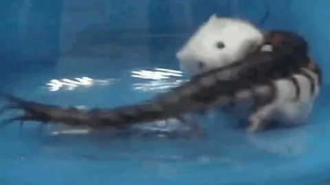 CLIP: Rết tung cú cắn chí mạng, hạ gục chuột bạch to gấp 15 lần trong vòng 30 giây