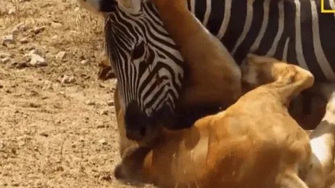 CLIP: Ngựa vằn tung cú cắn chí mạng, buộc sư tử phải bỏ cuộc