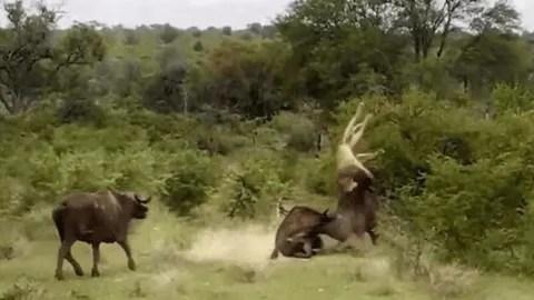 CLIP: Trâu rừng tung cú húc chí mạng, sư tử bị hất văng lên không trung