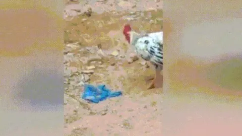 CLIP: Gà trống “hổ báo” tung đòn chí mạng, nuốt chửng rắn hổ mang chúa để bảo vệ đàn con