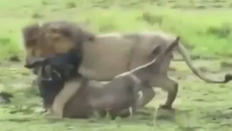 CLIP: Sư tử né đòn tử, tung cú cắn chí mạng hạ gục linh dương đầu bò