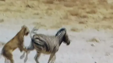 CLIP: Thoát chết ngoạn mục, ngựa vằn tung cú đá “trời giáng” khiến sư tử gục ngã