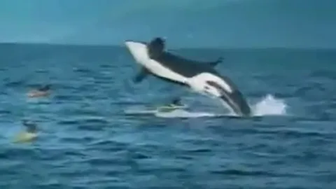 CLIP: Thoát chết kỳ diệu khi bị cá voi sát thủ khổng lồ đè trúng thuyền