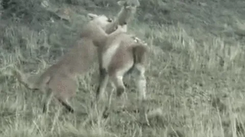 CLIP: Lạc đà Guanaco trúng đòn hiểm vẫn bật dậy chạy trốn báo sư tử