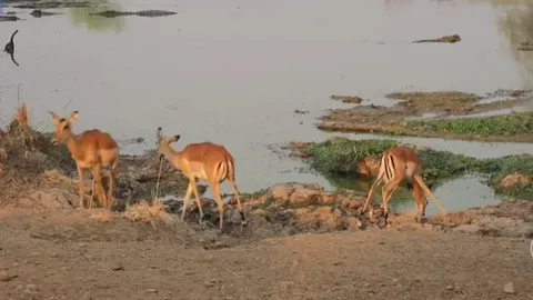 CLIP: Linh dương impala phản xạ thần tốc, thoát cú đớp tử thần của cá sấu khổng lồ