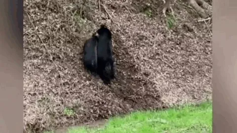 CLIP: Gấu đen tung cú cắn chí mạng, hạ gục lợn rừng sau màn giằng co nghẹt thở
