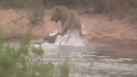 CLIP: Sư tử né cú đớp chí mạng trong gang tấc khi bị cá sấu mai phục