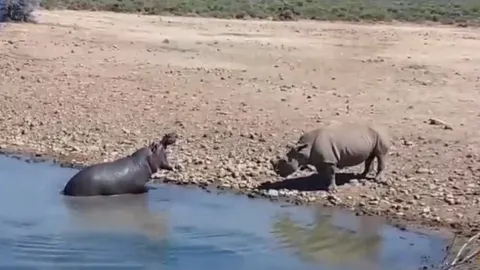 CLIP: Hà mã nổi điên, tấn tê giác cụt sừng bằng đòn chí mạng