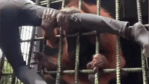 CLIP: Lỡ dại lẻn vào vườn thú trêu chọc đười ươi, nam thanh niên nhận ngay 'báo ứng'