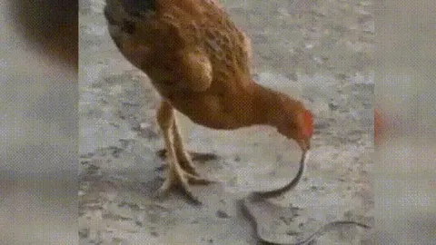 CLIP: Gà mái tung cú mổ chí mạng, hạ gục rắn hổ mang kịch độc