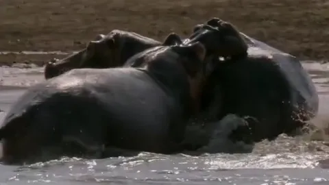 CLIP: Hà mã mẹ lấy thân che con, hy sinh anh dũng trước đòn tấn công chí mạng