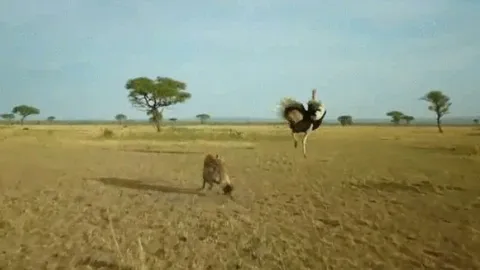 CLIP: Linh cẩu lĩnh đòn trời giáng khi dám bén mảng tới đàn đà điểu con