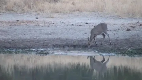 CLIP: Phản xạ thần tốc, linh dương thoát hiểm ngoạn mục trước cú tấn công chớp nhoáng của cá sấu