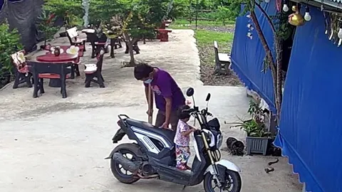 CLIP: Chó nhà dũng cảm cứu 2 bố con thoát khỏi rắn hổ mang cực độc