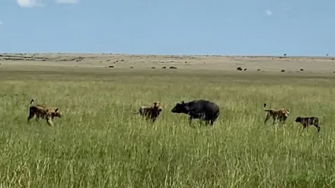 CLIP: Mẹ con trâu rừng tử nạn khi bị bầy sư tử 'đánh hội đồng'